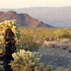 Cholla Garden