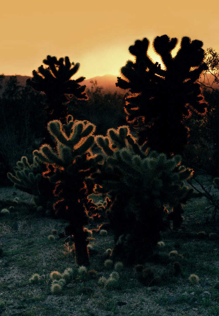 Cholla Garden Sunrise, Joshua Tree National Park