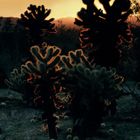 Cholla Garden Sunrise, Joshua Tree National Park