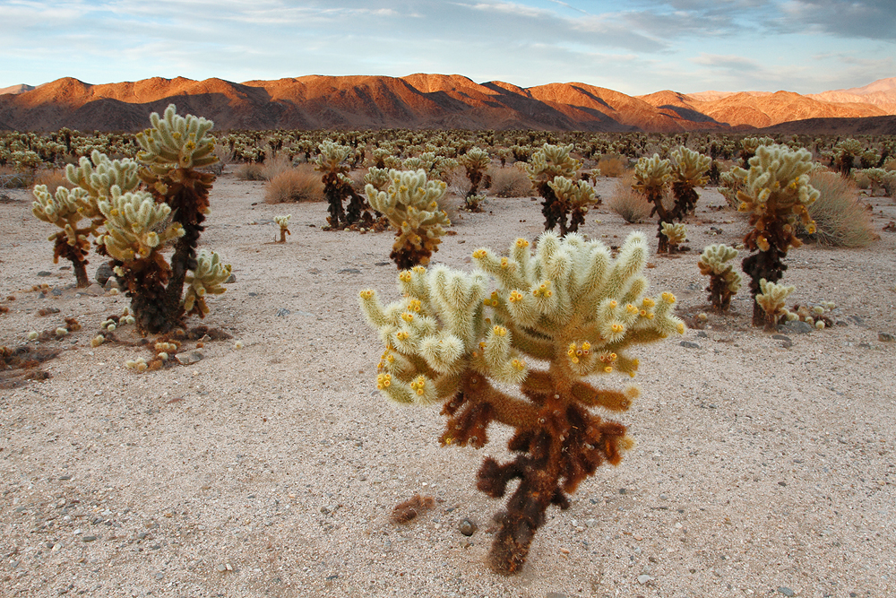 Cholla-Kakteen