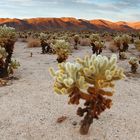 Cholla-Kakteen