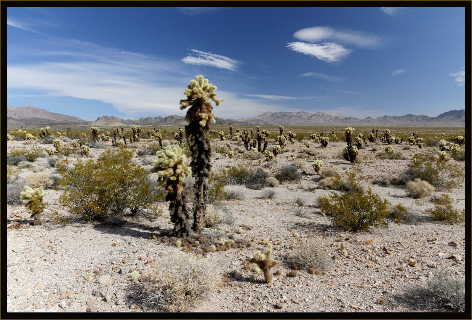 Cholla Kakteen im Joshua Tree NP