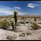 Cholla Kakteen im Joshua Tree NP