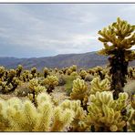 Cholla Kakteen - Joshua Tree National Park - California, USA