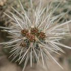 Cholla-Kaktus