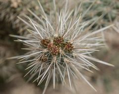 Cholla-Kaktus