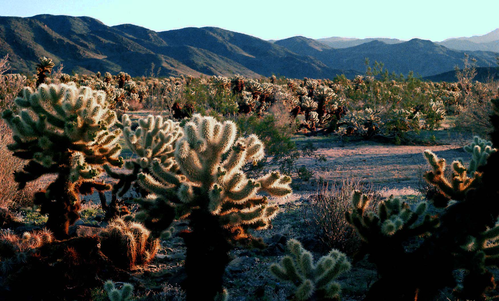 Cholla Mountain Vista