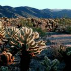 Cholla Mountain Vista