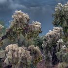 Chollas After Rain