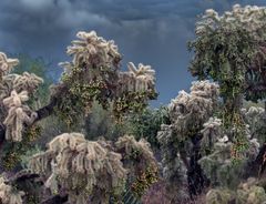 Chollas After Rain