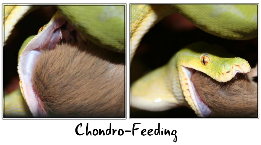 Chondro-Feeding