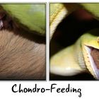 Chondro-Feeding