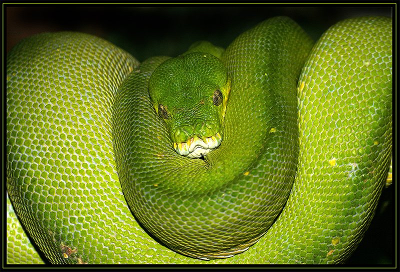 Chondropython (Morelia viridis )