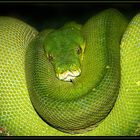 Chondropython (Morelia viridis )