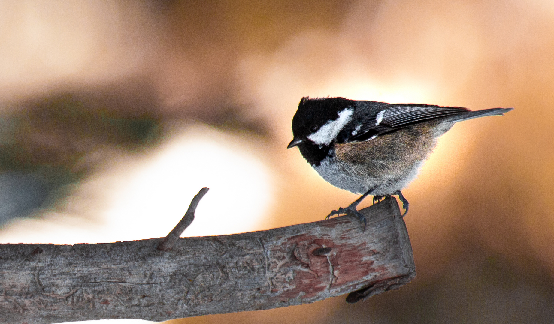 Chonky chirps