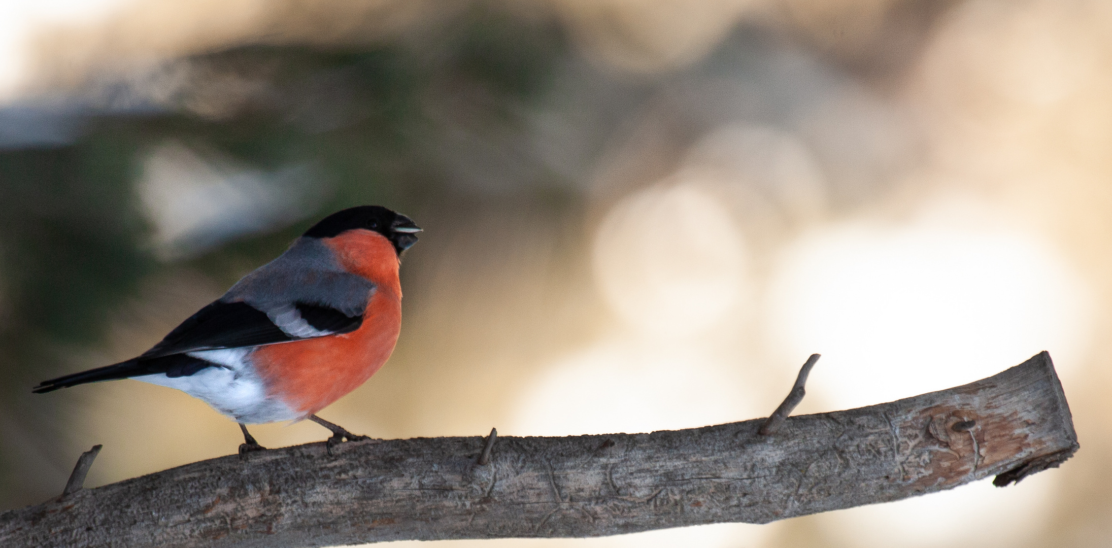 Chonky chirps