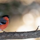 Chonky chirps