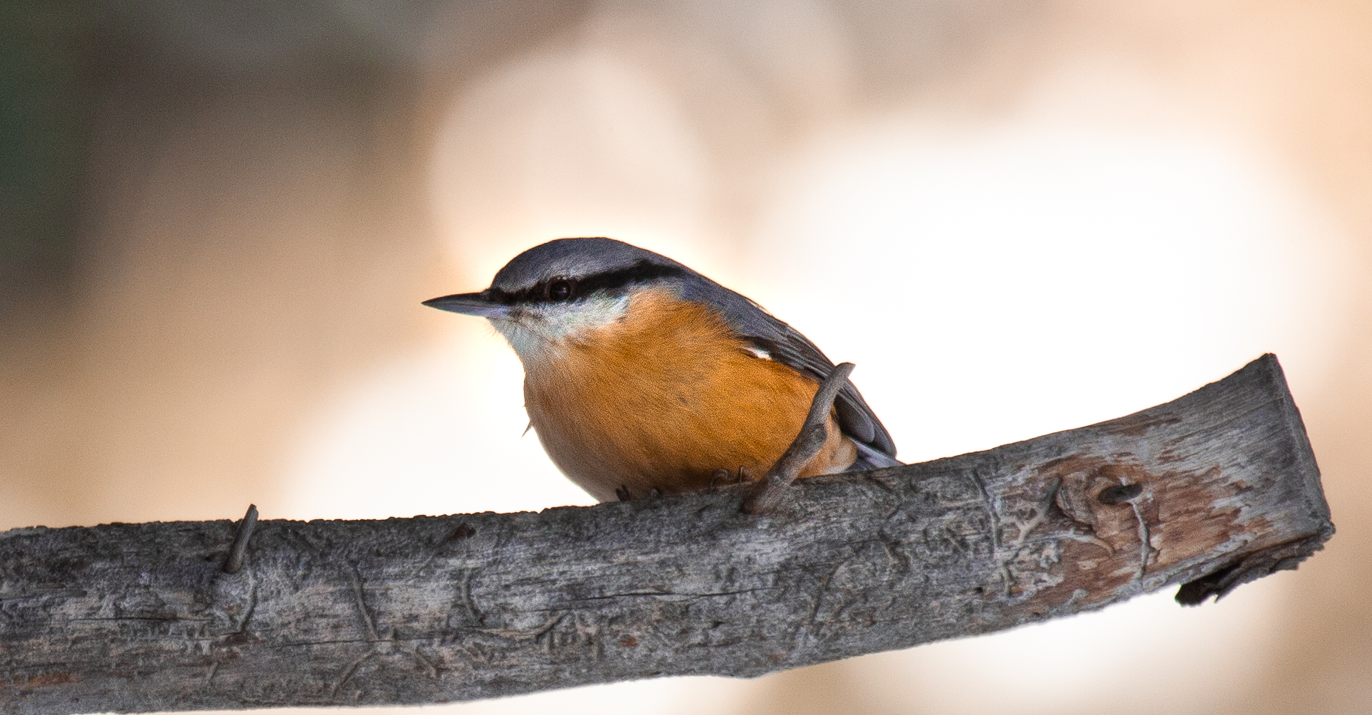 Chonky chirps