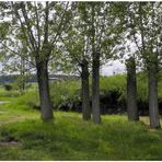 chopos en el campo de deportes (Pappeln am Sportplatz)