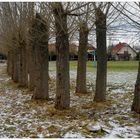 Chopos en la plaza de deportes, hoy (Pappeln am Sportplatz, heute)