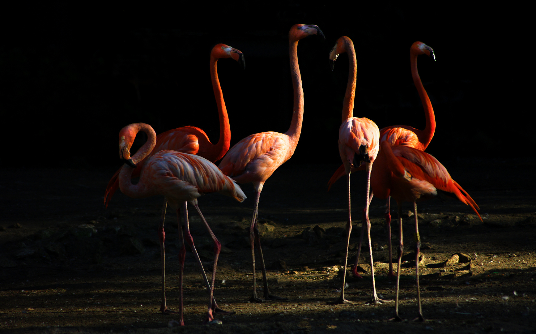 Chorégraphie à 6 (Phoenicopterus roseus, flamant rose)