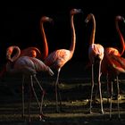 Chorégraphie à 6 (Phoenicopterus roseus, flamant rose)