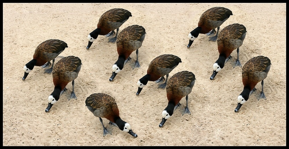 Choreografie für 20 Füße