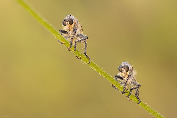 Choreographie der Affen...