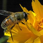 Choreopsis und die Biene des Nachbarn (Imker)