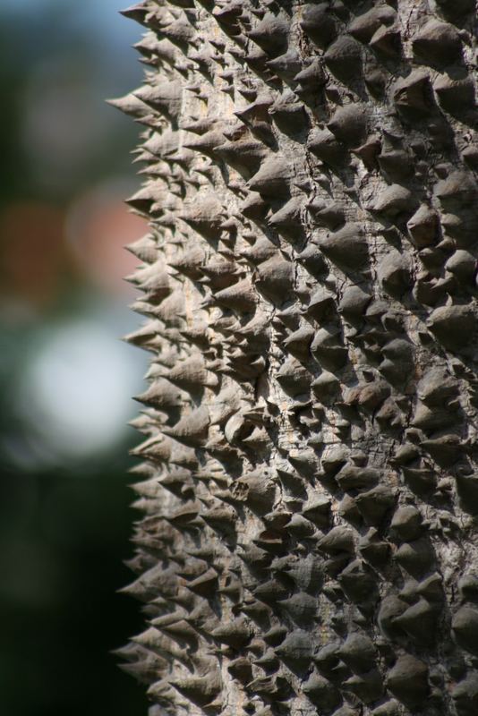 Chorisia speciosa