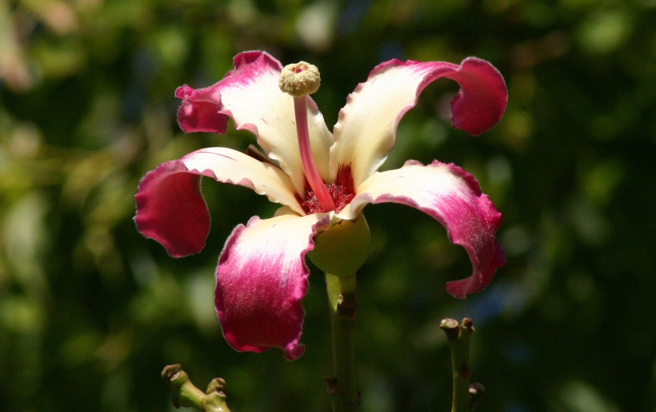 Chorisia Speciosa