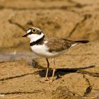 Chorlitejo chico(Charadrius dubius)