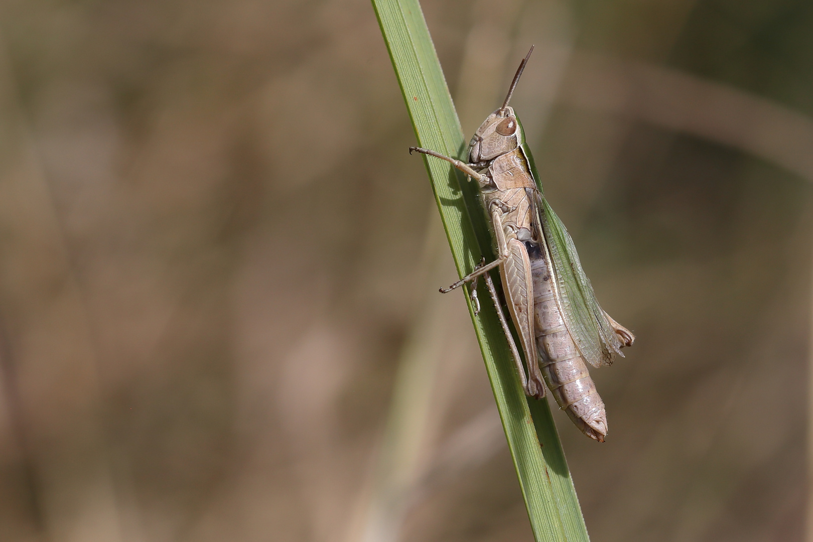 Chorthippus albomarginatus