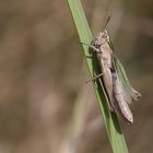 Chorthippus albomarginatus