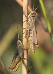 Chorthippus apricarius, Pärchen