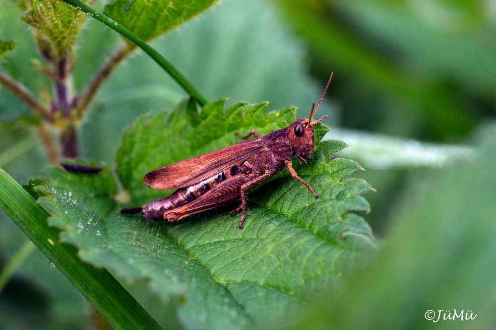 Chorthippus biguttulus