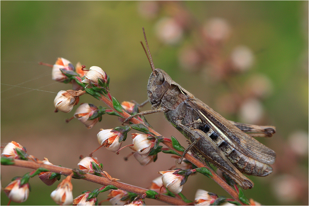 Chorthippus biguttulus