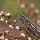 Chorthippus biguttulus