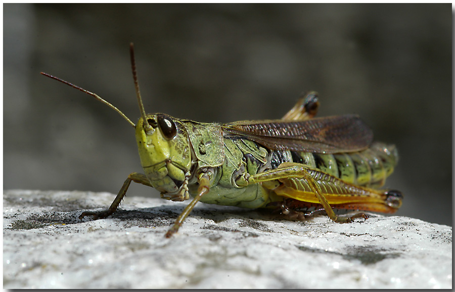 Chorthippus biguttulus