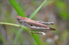 Chorthippus biguttulus?