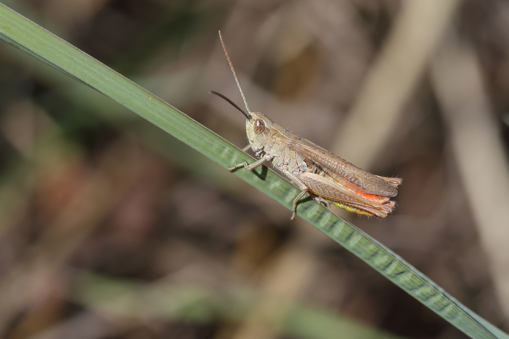 Chorthippus dorsatus