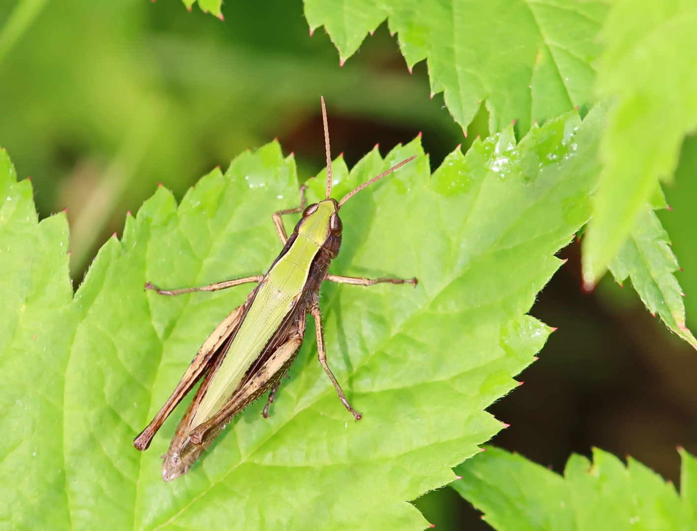 Chorthippus dorsatus