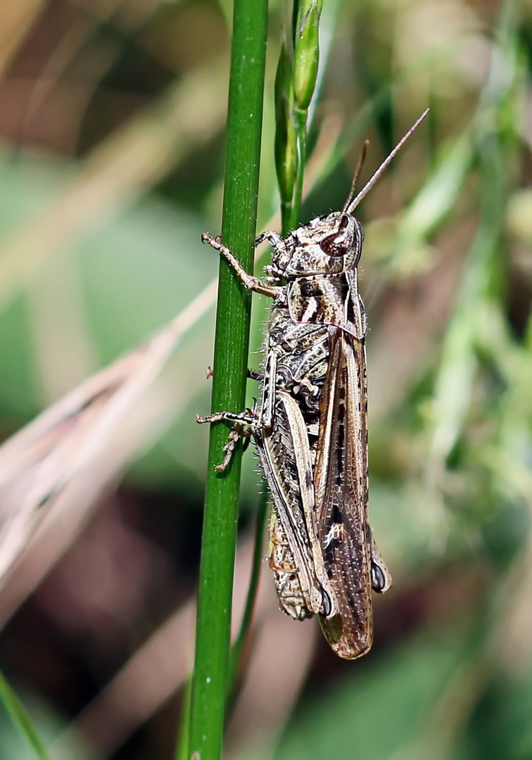 Chorthippus mollis