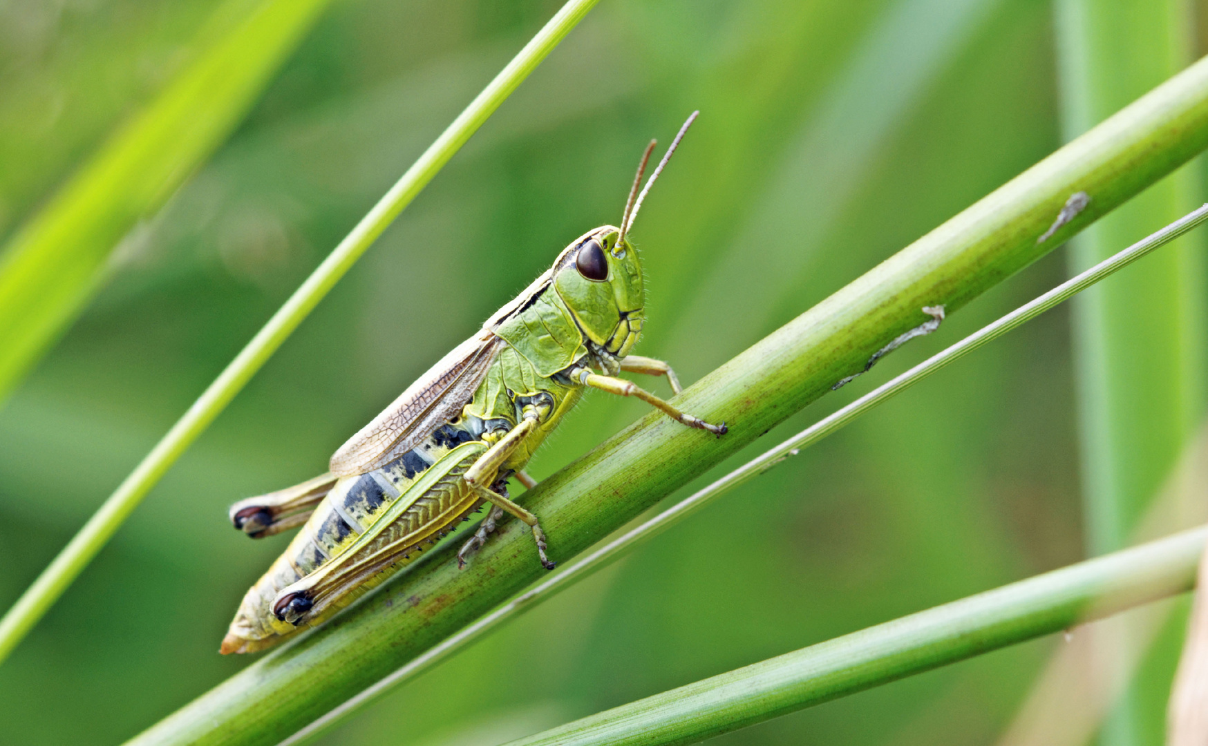 Chorthippus parallelus