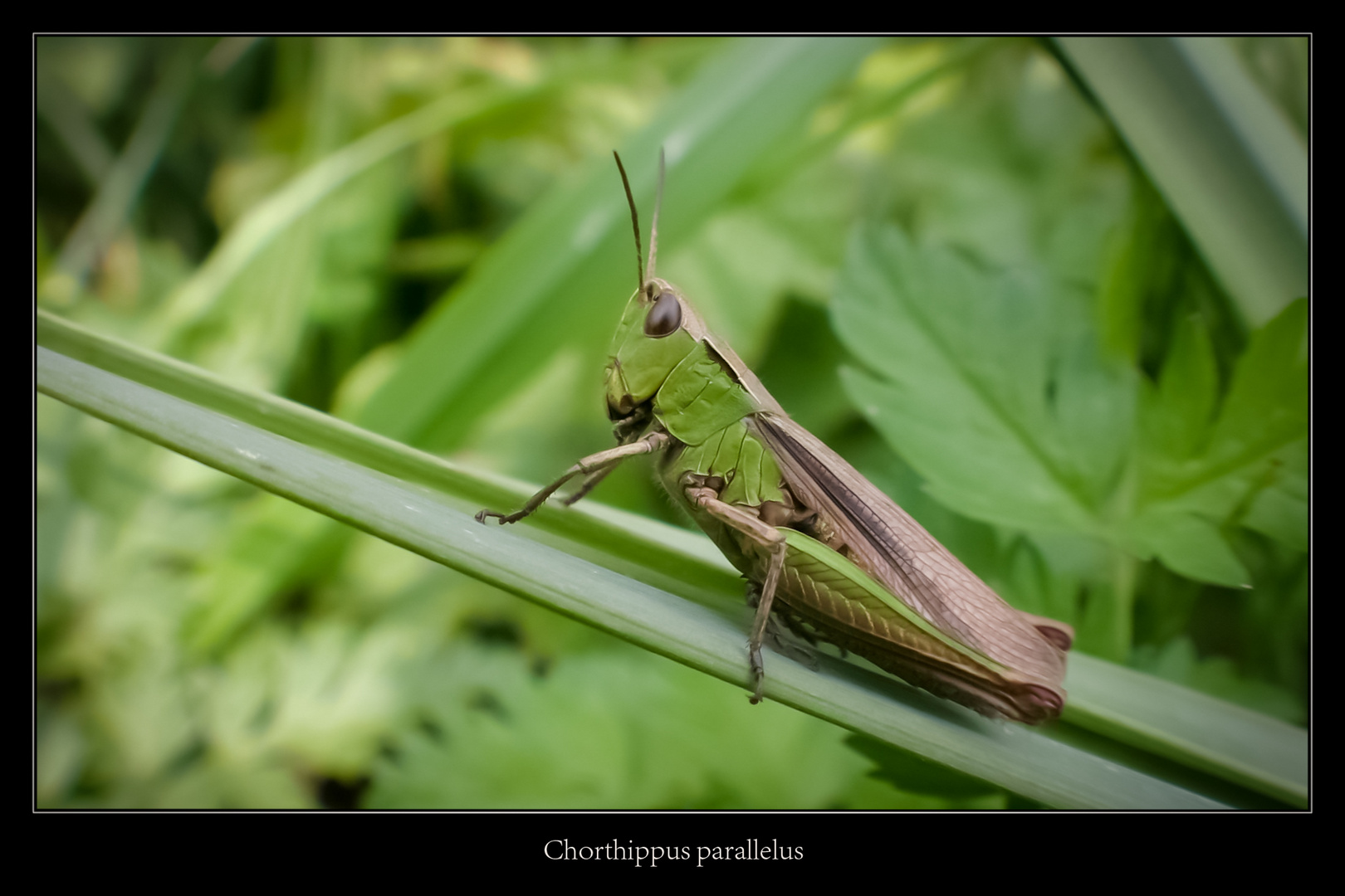 Chorthippus parallelus