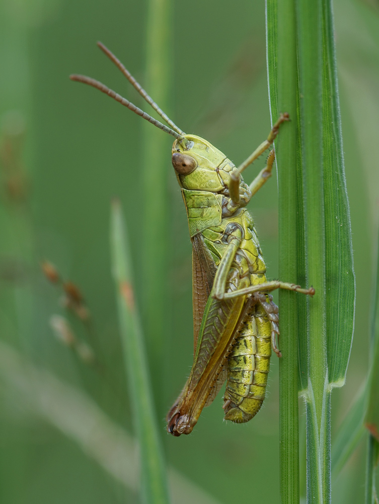 Chorthippus parallelus - Gemeiner Grashüpfer von Frederik f56 