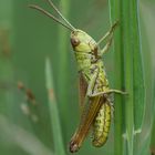 Chorthippus parallelus - Gemeiner Grashüpfer