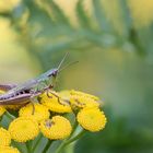 Chorthippus parallelus, Gemeiner Grashüpfer