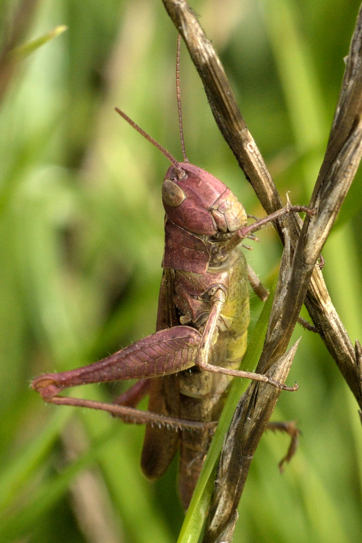 Chorthippus sp., Grashüpfer in rosa