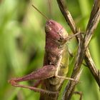 Chorthippus sp., Grashüpfer in rosa